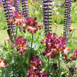 Location: Schreiners Gardens
Date: 2012-06-04