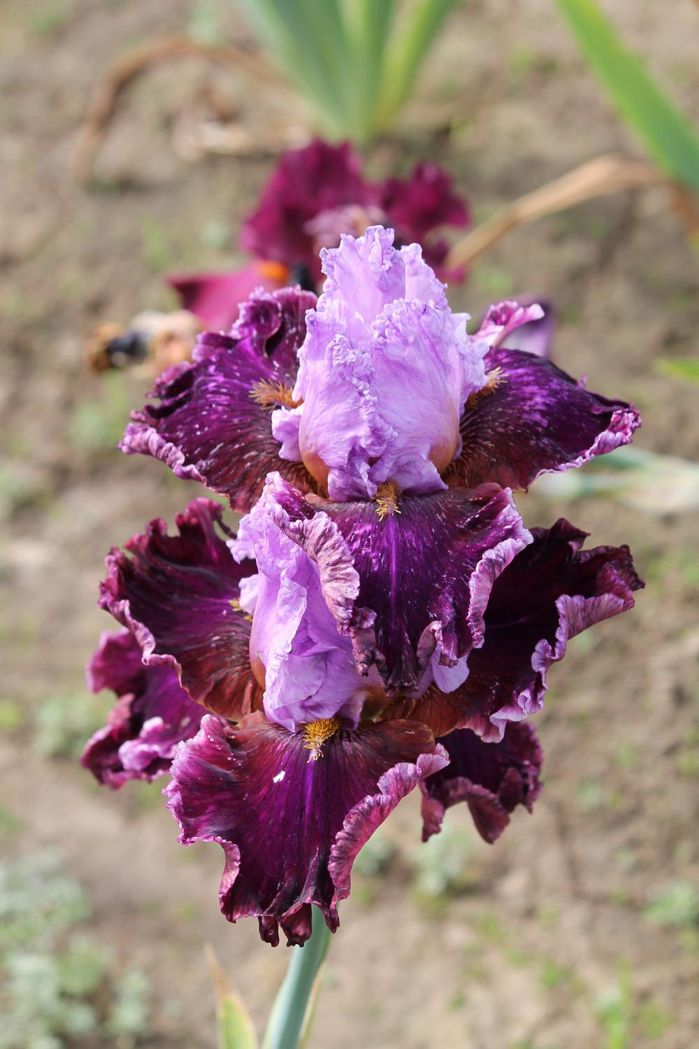 Photo of Tall Bearded Iris (Iris 'Beauty School') uploaded by ARUBA1334