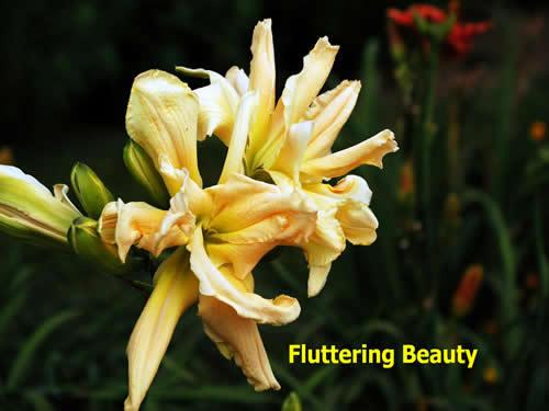Photo of Daylily (Hemerocallis 'Fluttering Beauty') uploaded by Joy