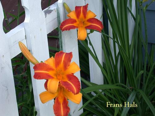Photo of Daylily (Hemerocallis 'Frans Hals') uploaded by Joy