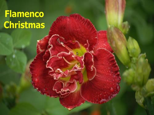 Photo of Daylily (Hemerocallis 'Flamenco Christmas') uploaded by Joy