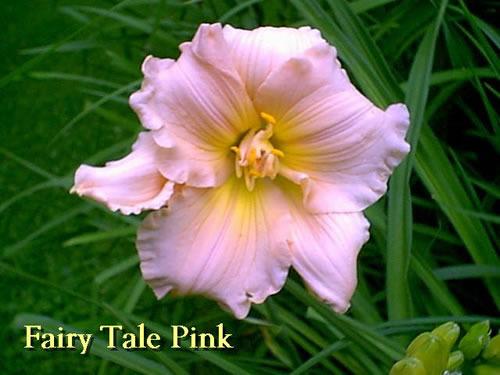 Photo of Daylily (Hemerocallis 'Fairy Tale Pink') uploaded by Joy