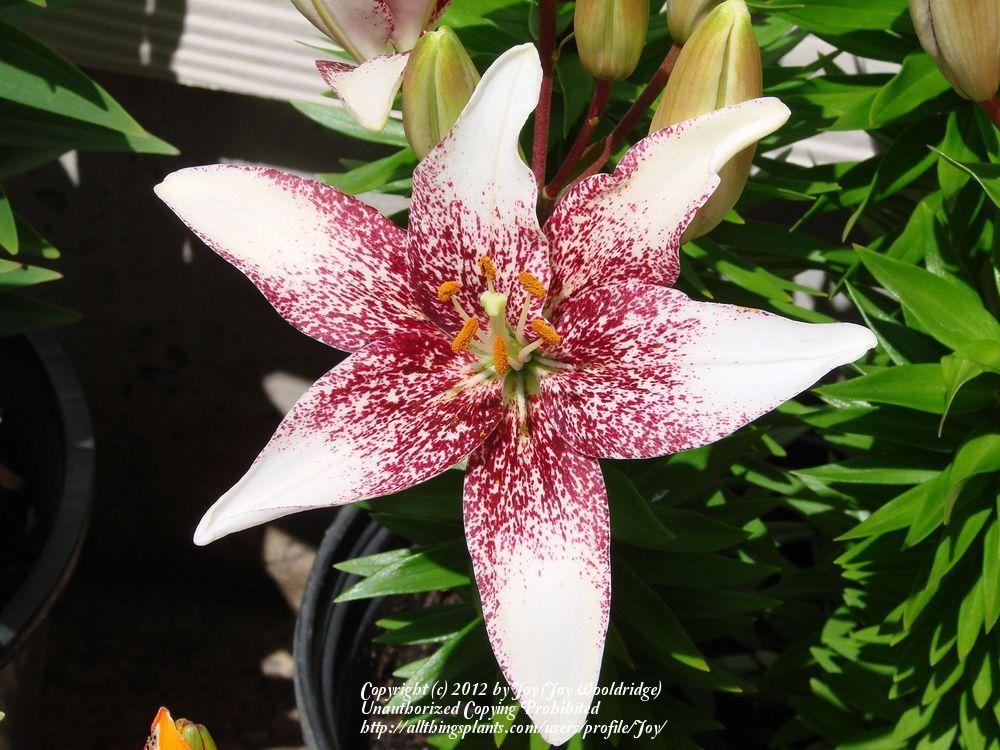 Photo of Lily (Lilium 'Crossover') uploaded by Joy