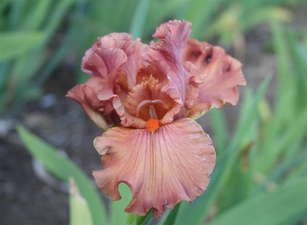 Photo of Tall Bearded Iris (Iris 'Rustle of Spring') uploaded by KentPfeiffer