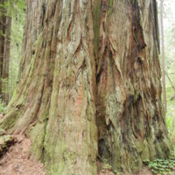 Location: Redwood National Park, California
Date: 2011-05-22