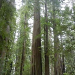 Location: Redwood National Park, California
Date: 2011-05-22