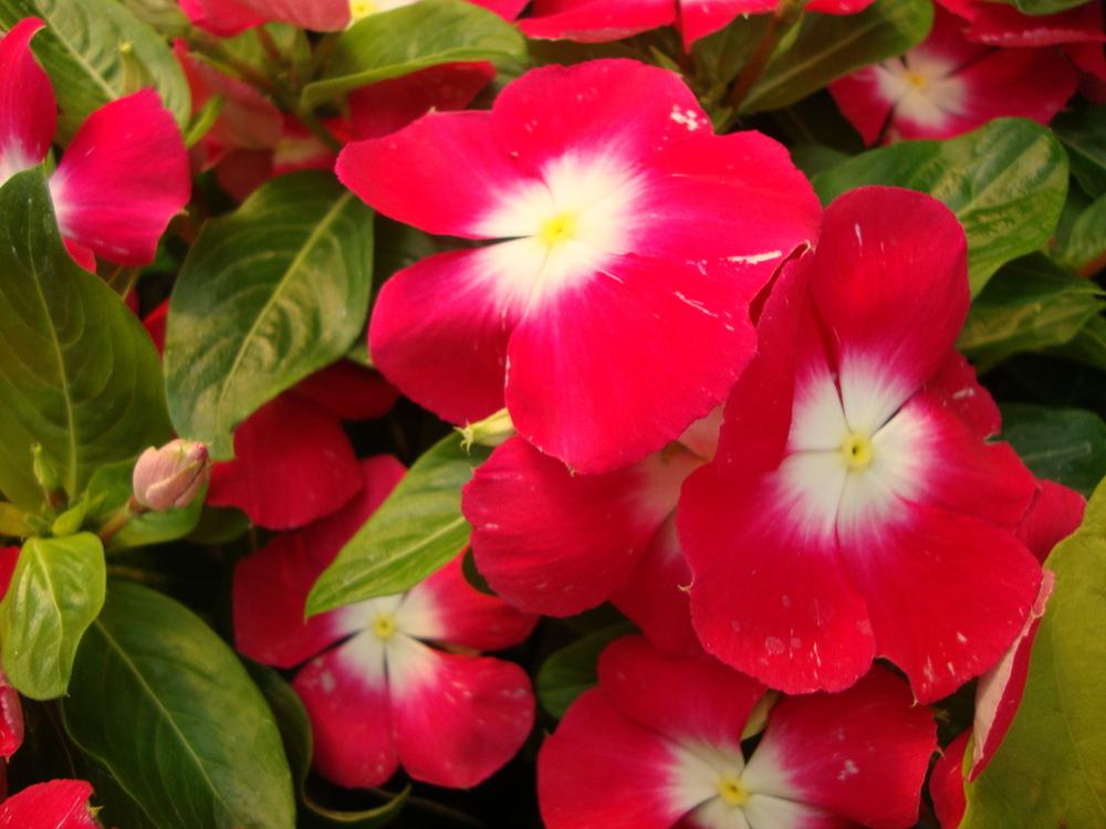 Photo of Catharanthus roseus 'Pacifica Cherry Red Halo' uploaded by Paul2032