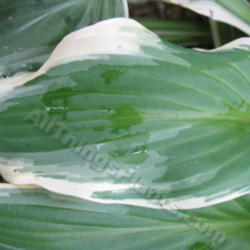 Location: Ottawa, ON
Date: 2012-06-21
H. 'Undulata Albomarginata' leaf