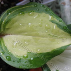 Location: Ottawa, ON
Date: 2012-06-20
H. 'Raspberry Sundae' leaf
