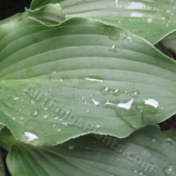 Location: Ottawa, ON
Date: 2012-06-20
H. 'Restless Sea' leaf showing sawtooth edge.