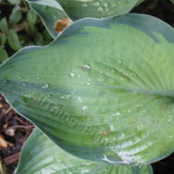 Location: Ottawa, ON
Date: 2012-06-20
H. 'Punky' leaf