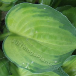 Location: Ottawa, ON
Date: 2012-06-21
H. 'Wylde Green Cream' leaf