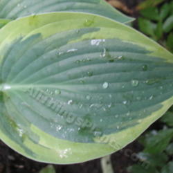 Location: Ottawa, ON
Date: 2012-06-20
H. 'Peace' leaf