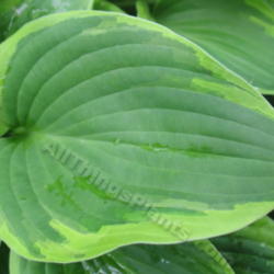 Location: Ottawa, ON
Date: 2012-06-21
H. 'Warwick Curtsey' leaf