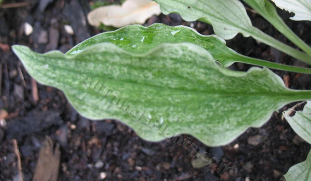 Photo of Hosta 'Outhouse Delight' uploaded by ViolaAnn