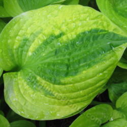 Location: Ottawa, ON
Date: 2012-06-20
H. 'Summer Breeze' leaf