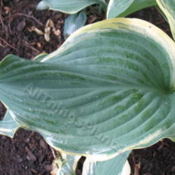 Location: Ottawa, ON
Date: 2012-06-20
H. 'Regal Splendor' leaf