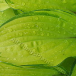 Location: Ottawa, ON
Date: 2012-06-20
H. 'Paradise Island' leaf