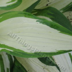 Location: Ottawa, ON
Date: 2012-06-21
H. 'White Christmas' leaf