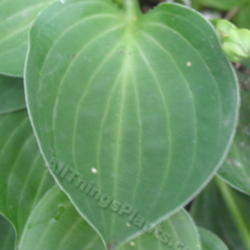 Location: Ottawa, ON
Date: 2012-06-21
H. 'Teaspoon' leaf