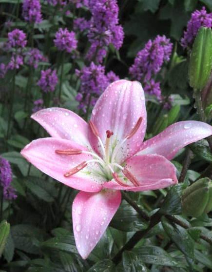 Photo of Lily (Lilium 'Renoir') uploaded by ge1836