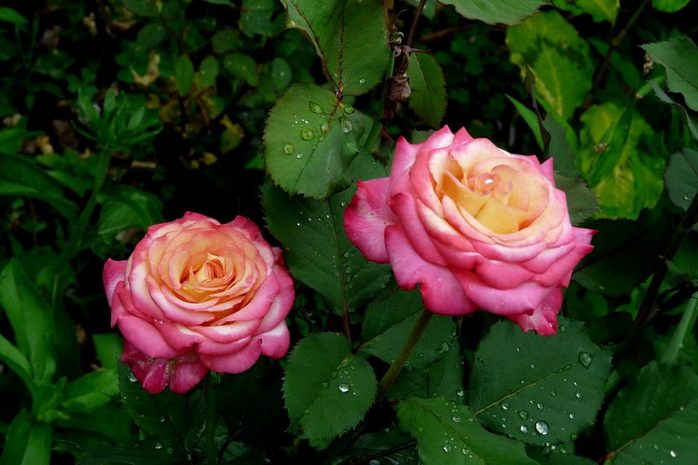 Photo of Rose (Rosa 'Dream Come True') uploaded by kassiap