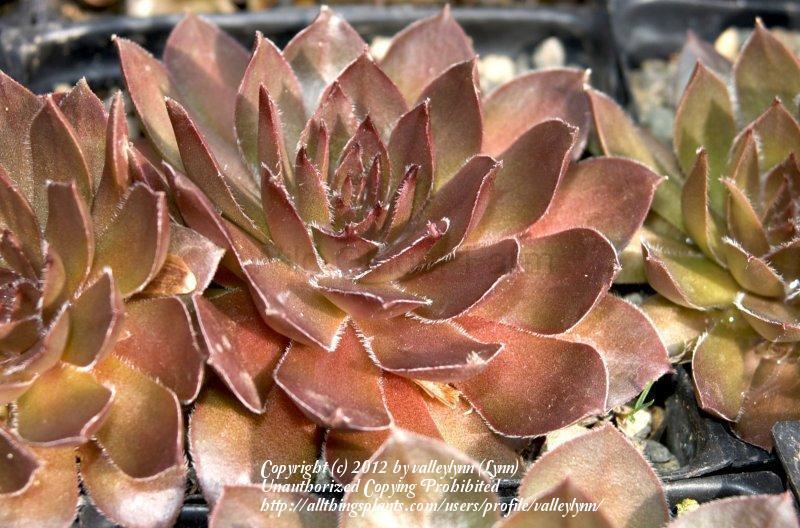 Photo of Hen and Chicks (Sempervivum 'Hot Cocoa') uploaded by valleylynn