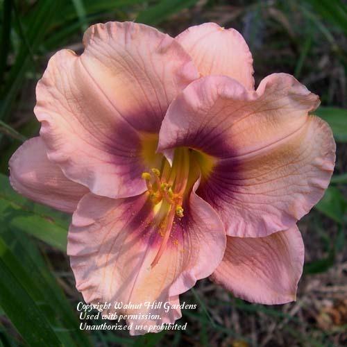 Photo of Daylily (Hemerocallis 'Dark and Handsome') uploaded by vic