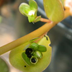 Location: Northeastern, Texas
Date: 2012-06-20
seeds in seed pods