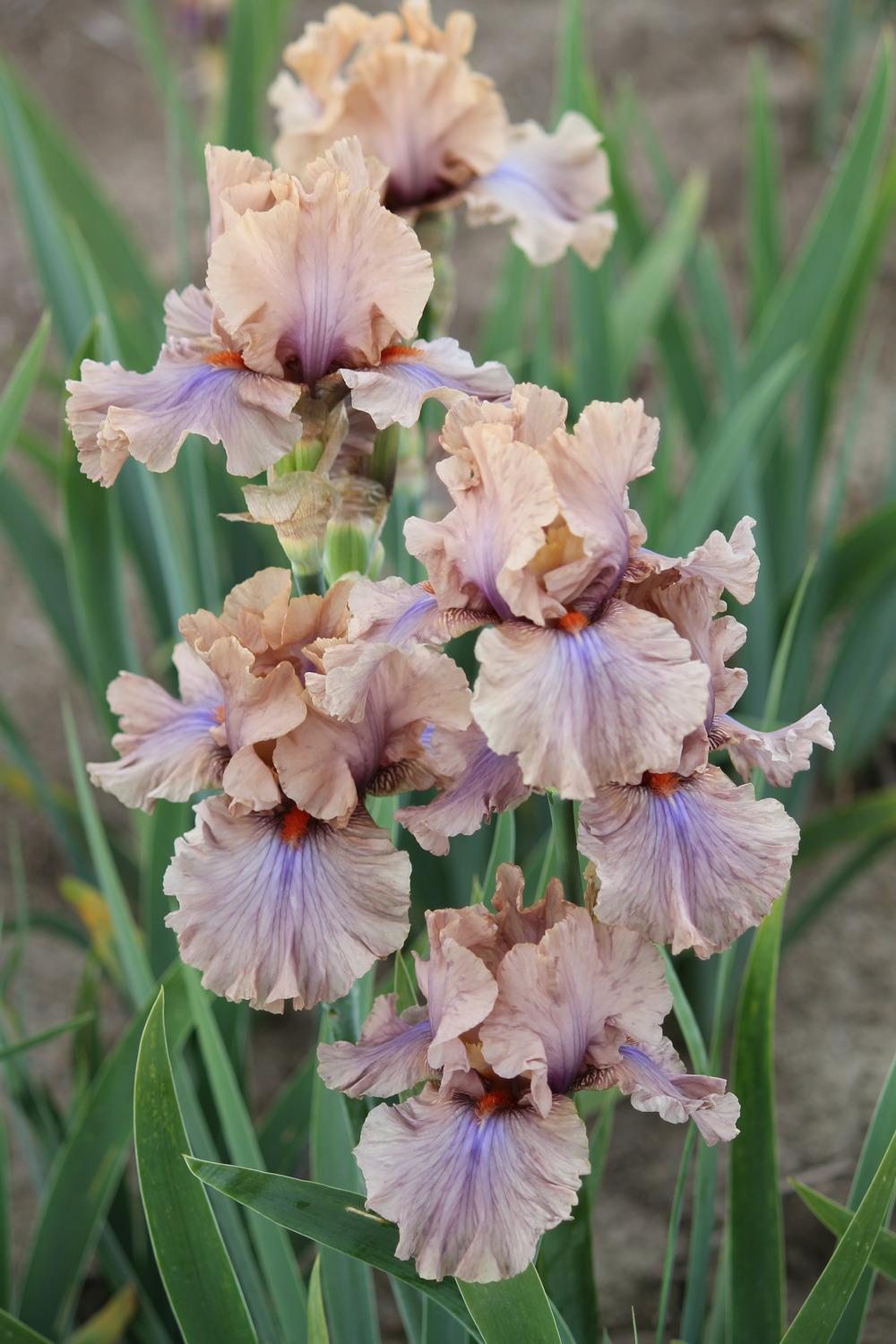 Photo of Tall Bearded Iris (Iris 'Coffee Trader') uploaded by ARUBA1334