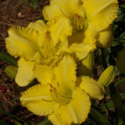 Location: My garden in Bakersfield, CA
Date: 2012-06-05 
