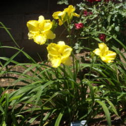 Location: My garden in Bakersfield, CA
Date: 2012-05-27 