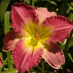 Location: My garden in Bakersfield, CA
Date: 2012-05-25 
