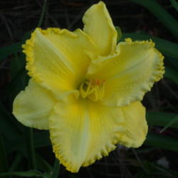 Location: My garden in Bakersfield, CA
Date: 2012-05-26 