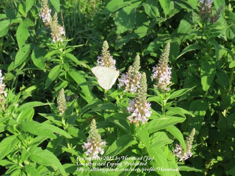 Photo of American Germander (Teucrium canadense) uploaded by Horntoad