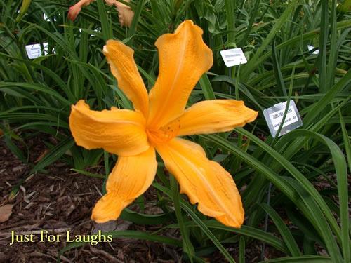 Photo of Daylily (Hemerocallis 'Just for Laughs') uploaded by Joy