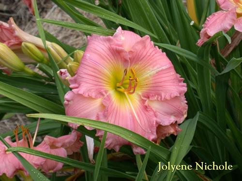 Photo of Daylily (Hemerocallis 'Jolyene Nichole') uploaded by Joy