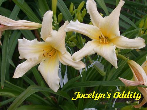 Photo of Daylily (Hemerocallis 'Jocelyn's Oddity') uploaded by Joy