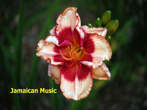 Photo of Daylily (Hemerocallis 'Jamaican Music') uploaded by Joy