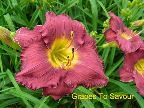Photo of Daylily (Hemerocallis 'Grapes to Savor') uploaded by Joy