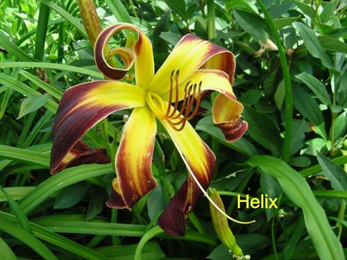 Photo of Daylily (Hemerocallis 'Helix') uploaded by Joy
