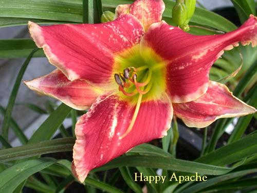 Photo of Daylily (Hemerocallis 'Happy Apache') uploaded by Joy