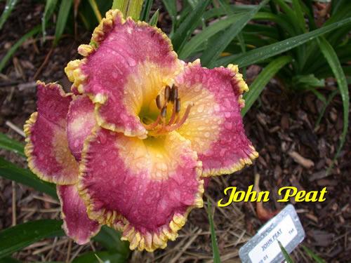 Photo of Daylily (Hemerocallis 'John Peat') uploaded by Joy