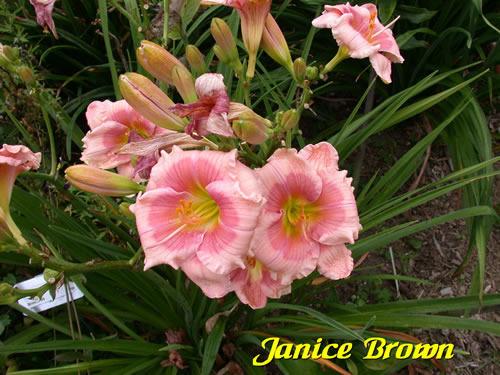 Photo of Daylily (Hemerocallis 'Janice Brown') uploaded by Joy