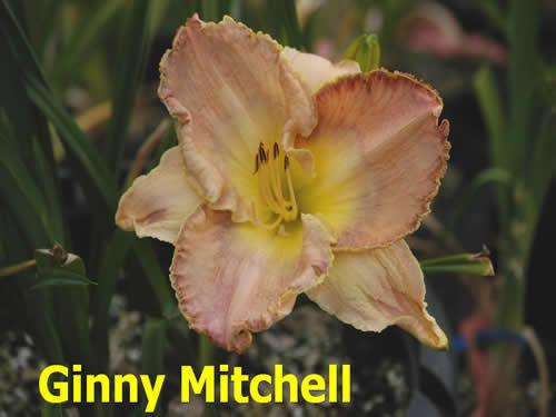 Photo of Daylily (Hemerocallis 'Ginny Mitchell') uploaded by Joy