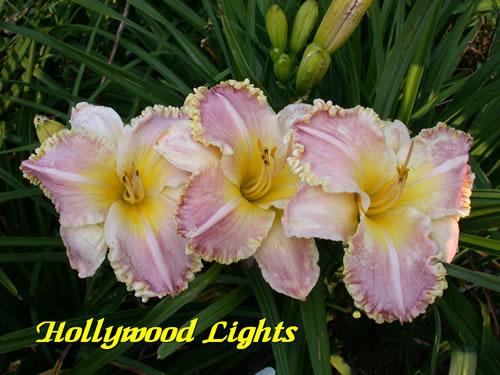 Photo of Daylily (Hemerocallis 'Hollywood Lights') uploaded by Joy