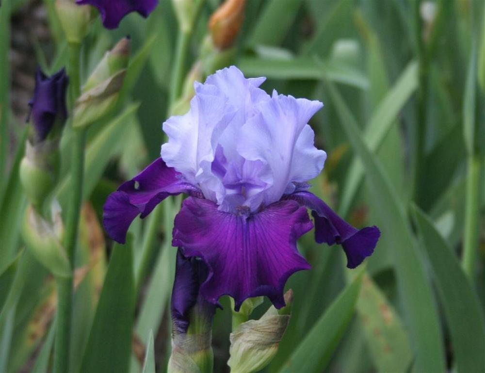 Photo of Tall Bearded Iris (Iris 'Success Story') uploaded by KentPfeiffer