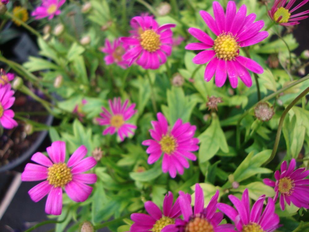 Photo of Swan River Daisy (Brachyscome Radiant Magenta) uploaded by Paul2032