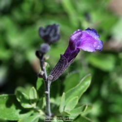 Location: West Valley City, UT
Date: 2012-05-10
Fading sinlge flower.