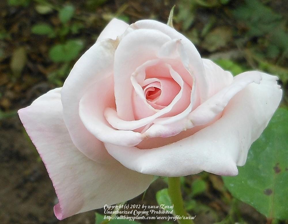 Photo of Rose (Rosa 'Memoriam') uploaded by zuzu